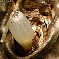 Myrmecodia beccarii (Ant Plants) アリノトリデ in Machans Beach<br />Canon KDX (400D) + EFS60 F2.8 + SPEEDLITE 380EX